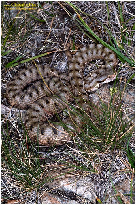 vipera aspis, fiori di montagna, fiori alpini in Alta Val d'Aveto